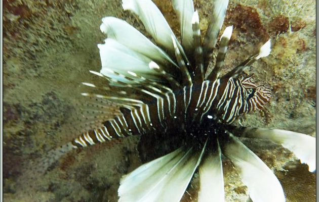 Rascasse volante (Pterois miles) - Anse de Port Launay - Mahé - Seychelles