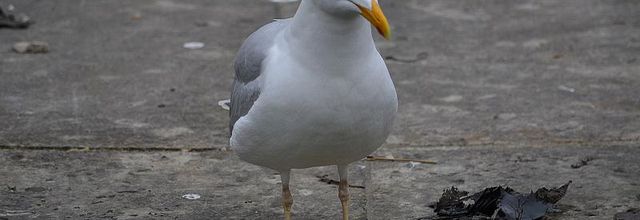Jardin des Tuileries : Goéland argenté 