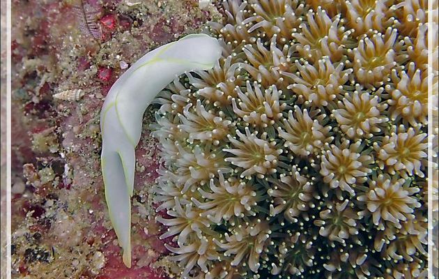 Nudibranche Chélidonure brillante, Limace balai brillante, Brillant headshield slug (Chelidonura electra) sur Corail cristal (Galaxea fascicularis) - Beangovo - Tsarabanjina - Mitsio - Madagascar