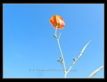 Pavot Californien (Eschscholzia californica Cham.)