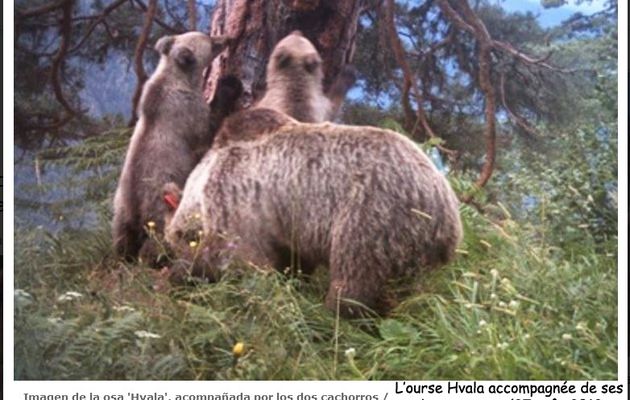 Enfin une excellente nouvelle : deux oursons sont nés cet hiver dans les Pyrénées !