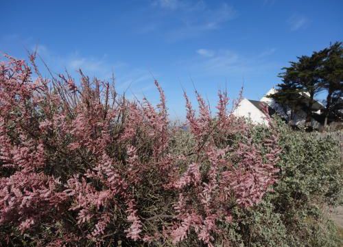 Les tamaris du bord de mer