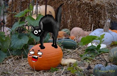 HALLOWEEN : Poème : Quand l'automne s'installe
