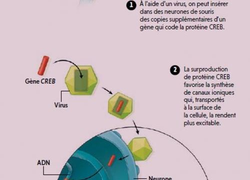 Voir la formation de souvenirs dans les neurones.... chez les souris.