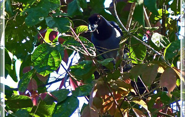 Geai violacé, Violaceous Jay (Cyanocorax violaceus) - Inkaterra Hacienda Concepcion - Puerto Maldonado - Pérou