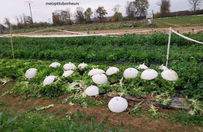 ...quelques "insolites"....