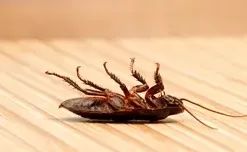 Eviter les invasions de bêtes dans l'appartement ou la maison