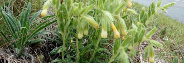 Onosma tricerosperma  subsp. fastigiata - orcanette fastigiée