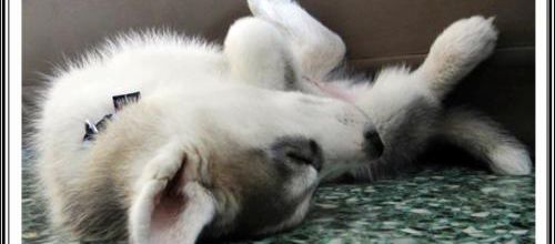 Vos chiots font la sieste (22 avril 2014)