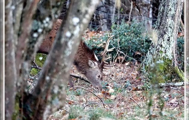 Troupeau de biches accompagnées de deux cerfs 10 cors, dont un très beau - Lartigau - Milhas - 31