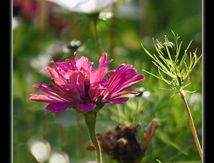 Zinnia en premier plan et Cosmos en arrière plan
