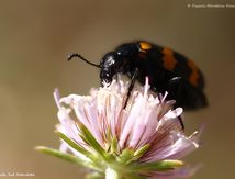 Mylabre inconstant - Mylabris variabilis
