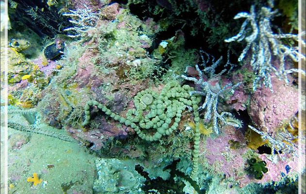 Et un beau collier de perles : le caca de l'holothurie - Spot Betalinjona - Nosy Tsarabanjina - Archipel Mitsio - Madagascar