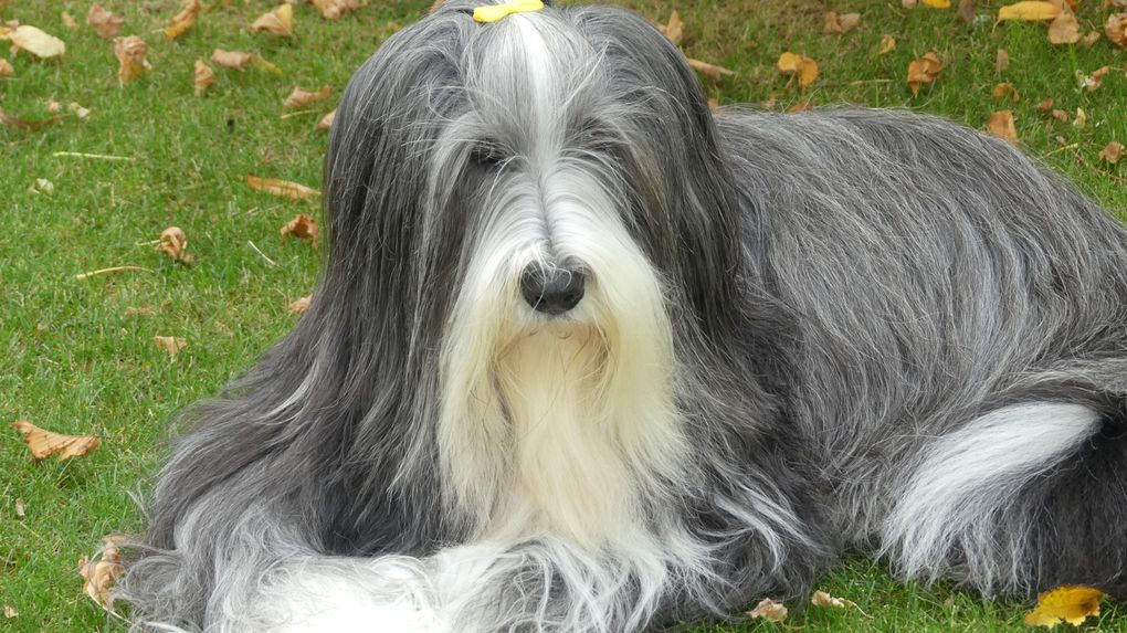 Diaporama Octavia * photos du 11.10.2025 