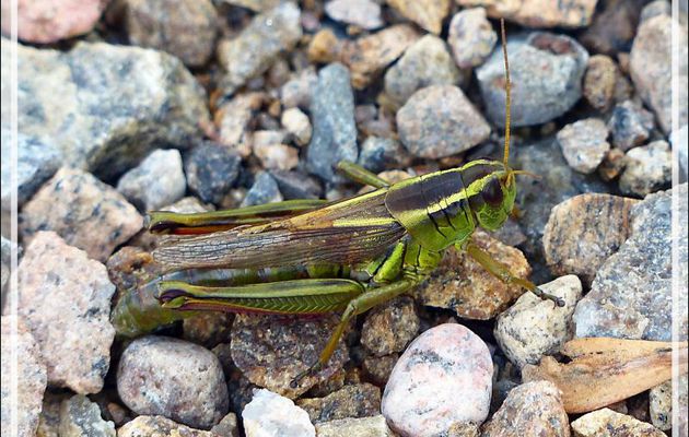 Criquet Mélanople birayé, Two-striped grasshopper (Melanoplus bivittatus) - Cap Tourmente - Saint-Joachim - Québec - Canada
