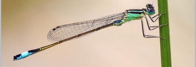Agrion élégant (3) - Ischnura elegans / Femelle