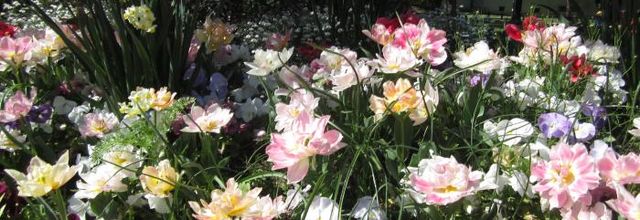 Des fleurs encore des fleurs !!