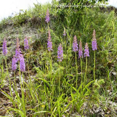 Gymnadenia conopsea  -  orchis moucheron