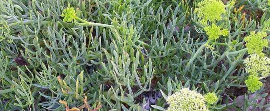  fleurs de mer 