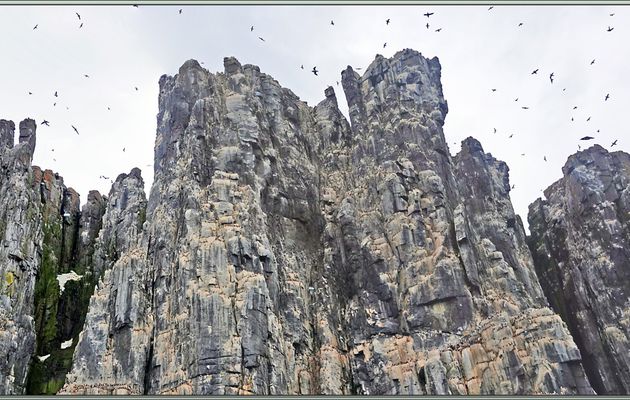 Les de plus en plus belles Falaises d'Alkefjellet avec toujours et encore leurs Guillemots de Brünnich - Spitzberg - Svalbard - Norvège