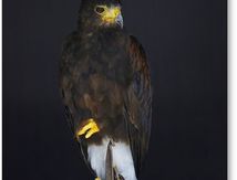 Buse de Harris - Parabuteo unicinctus
