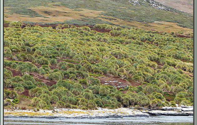 Le tussock ou tussack (Dactylis cæspitosa Forster) principale végétation primaire de ces îles désolées - Ile de West Point vers Woolly Gut - Falkland Islands, Iles Malouines, Islas Malvinas