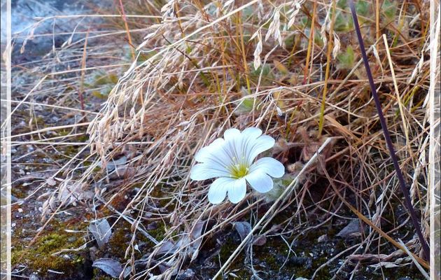 Céraiste arctique, Arctic Mouse-ear (Cerastium arcticum) ? - Isfjord (Icefjord) - Ilulissat - Groenland