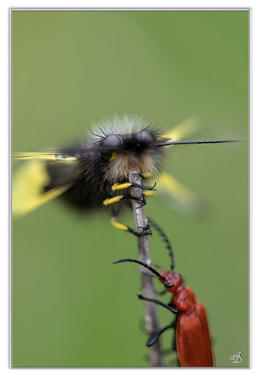 03 - Insectes