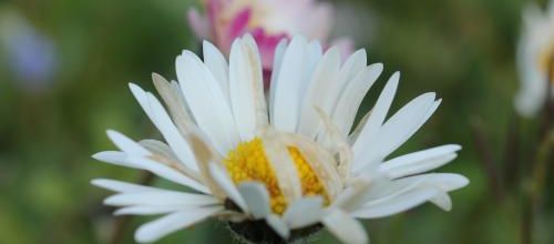 la petite pâquerette