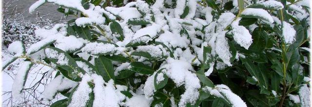 Neige - 6 janvier 2010 - Rennes (2/3)