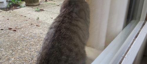 Dimanche : C'est Chat