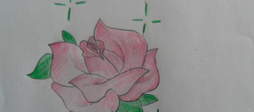 une rose
