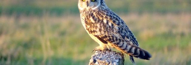 Hibou des marais - 2018