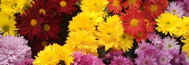   en couleurs 