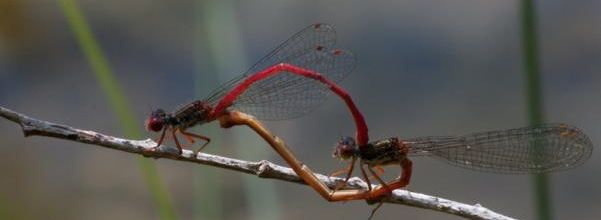 Coeurs copulatoires