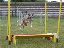 Eden, l'agility, elle adore!