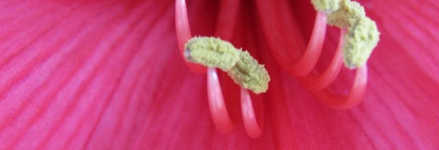  MES AMARYLLIS     FIN 
