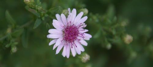 Aster "La Source"