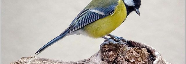 Mésange Charbonnière (Parus major)
