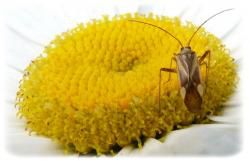 Adelphocoris sp