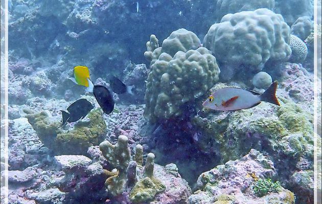  Vivaneau bossu, Perche pagaie (Lutjanus gibbus) et Poisson-pincette jaune (Forcipiger flavissimus) - Plongée à l'île Bijoutier - Seychelles