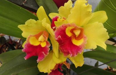 Cattleya en fleur