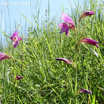 Gladiolus italicus  -  glaieul des moissons, glaieul d'Italie