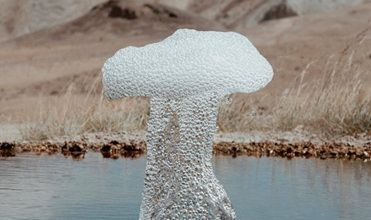 Les champignons glacés ... 