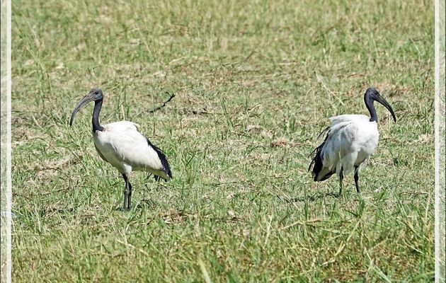 Ibis sacré, African Sacred Ibis (Threskiornis aethiopicus) - Safari nautique - Parc National de Chobe - Botswana