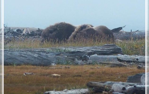 Observation de Bœufs musqués, Musk ox (Ovibos moschatus) - Pauline Cove - Herschel Island (Qikiqtaruk) - Yukon - Canada