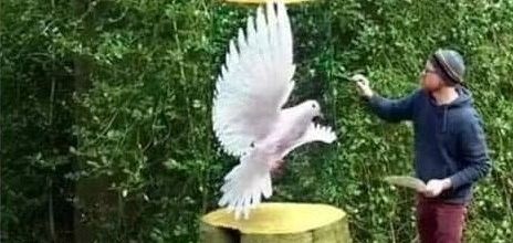 La colombe de la paix