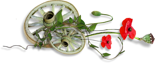 Gentil coquelicot mesdames......