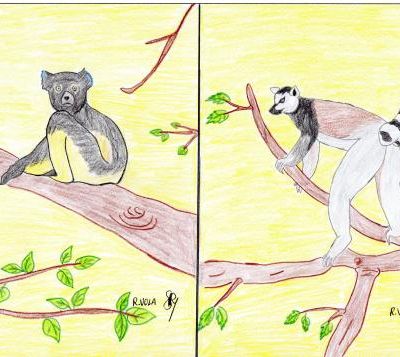 Histoires d'animaux de Madagascar : les illustrations épisode 1
