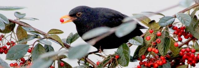 Nourrir les oiseaux en hiver